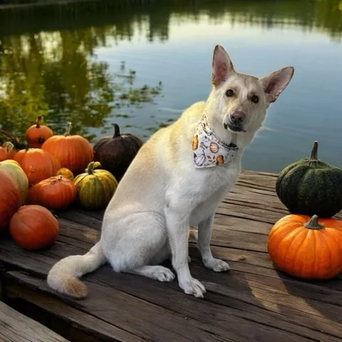 Mobile pet grooming in Chino Hills